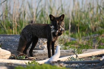 black fox with prey in teeth