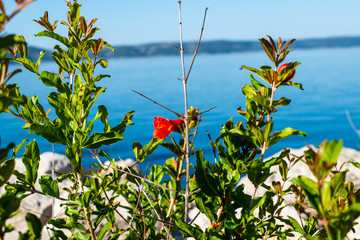 Dalmatia. Croatia. Pomegranate flower. Romantic mood
