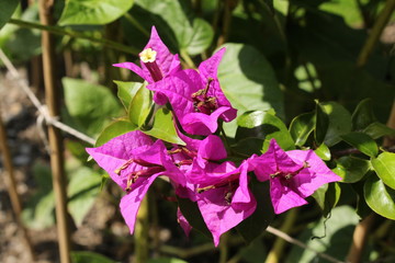 "Bougainvillea x Buttiana Mrs Butt" flowers in St. Gallen, Switzerland. It is a hybrid of Bougainvillea Glabra and Bougainvillea Peruviana.