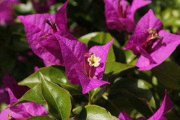 "Bougainvillea x Buttiana Mrs Butt" flowers in St. Gallen, Switzerland. It is a hybrid of Bougainvillea Glabra and Bougainvillea Peruviana.