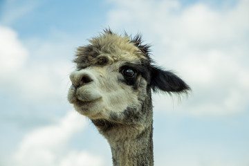 Obraz premium Alpaca Farm