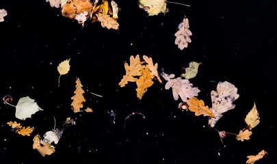 autumn leaves on grunge background
