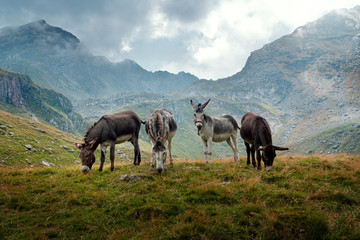 Fototapeta premium Porträt von vier Eseln auf einer Bergwiese