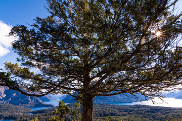 Obraz premium Close up view of a Coihue tree against mountains and lake in Nahuel Huapi National Park, Bariloche, Patagonia, Argentina