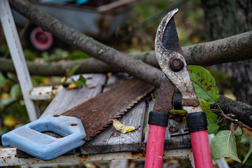 Gardening in the fall, garden shears, a hacksaw and a garden wheelbarrow by an apple tree.