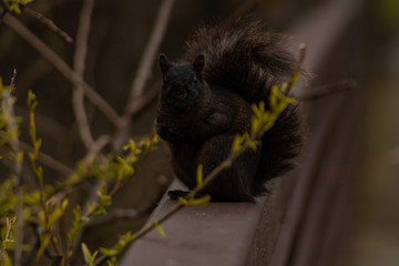 cute squirrel 