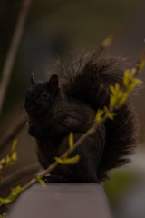 cute squirrel 