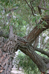 closeup tree branch 