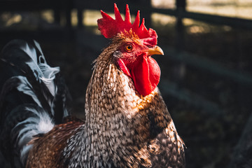 rooster on a farm © Doug