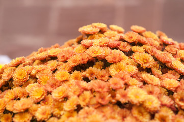  loseyp of orange chrysanthemums bouquet in outdoor