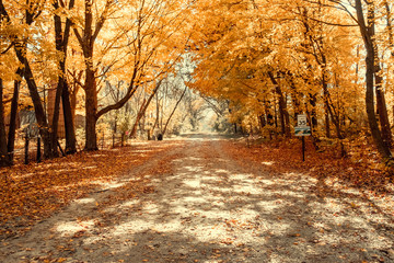 Autumn Rustic Road