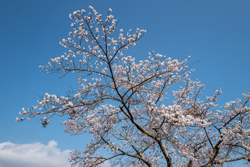 Cherry blossom blooming with clear blue sky in Japan.