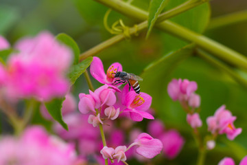 bee on flower