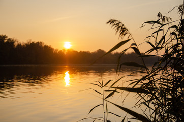 Fototapeta premium Scenery. Sunset on the river. The reeds. Recreation. Travel.
