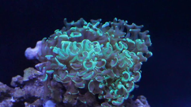 An anemone with seemingly glow in the dark, greenish edges flows and waves in the underwater current. The overall color cast is blue as the gentle movement of the animal ebbs and flows under water.