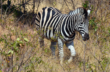 A zebra makes its way through Kruger Park in South Africa.