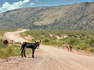 donkey in mountain