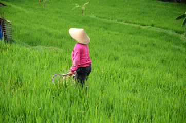 Female farmer wearing traditional paddy hat working in beautiful Jatiluwih rice terrace in Bali, Indonesia