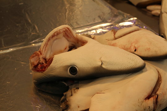 Shark heads on the local fish market counter.
