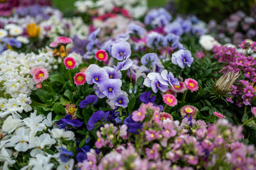 field of flowers with close up focusing.