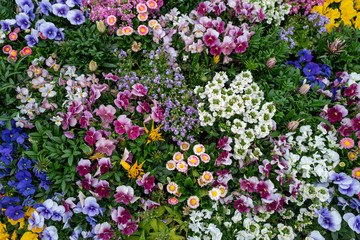 colorful flowers in the garden