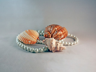 sea shell on white background