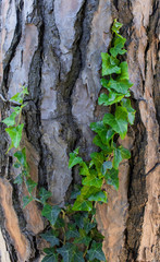 Green Ivy leaves on the tree bark