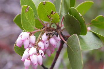 Greenleaf Manzanita