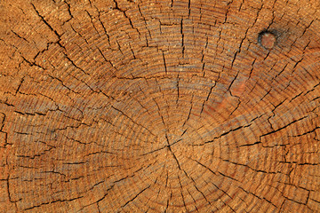 Fototapeta premium Tree rings and cracks