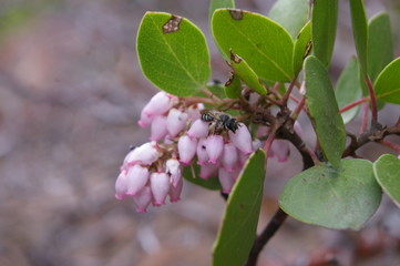 Greenleaf Manzanita