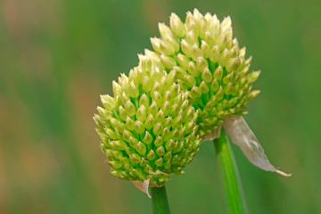 Chopped green onion