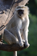 A vervet monkey perches in a tree by the Chobe River in Botswana.