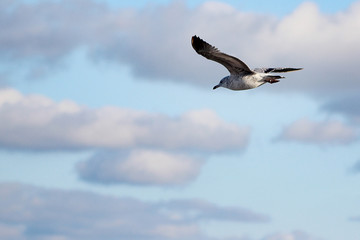 seagull in flight