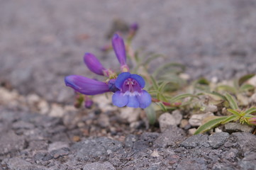 Penstemon