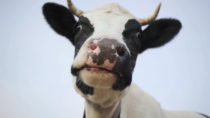 Closeup of a cow's face. The cow is chewing. 4K - Powered by Adobe