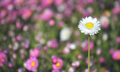 Spring background of a flower bed of Australian pink, yellow and white everlasting daisies....