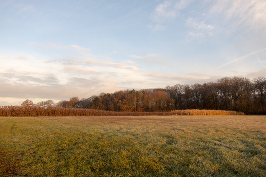 champ foret orleans