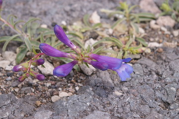 Penstemon
