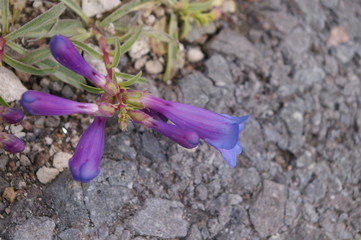 Penstemon