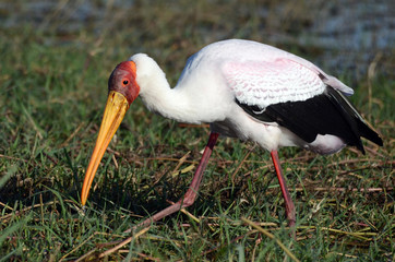 A yellow billed stork explores the banks of the Chobe River in Botswana.