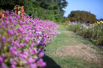 Obraz premium Garden Path