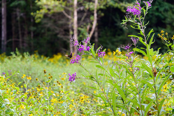 Winter flowers starting to bloom