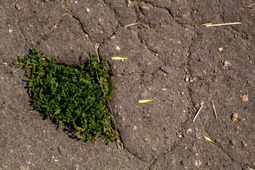 new life of old asphalt