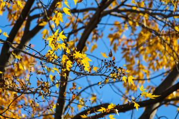 Leaves fading in the autumn, Brossard, Quebec, Canada