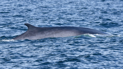 Fototapeta premium A finback whale surfaces in the Atlantic revealing its long back and curved dorsal fin.
