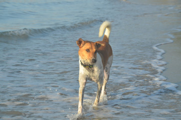  Happy dog enjoying the sunny tropical sandy Huay Yong beach, Thailand.