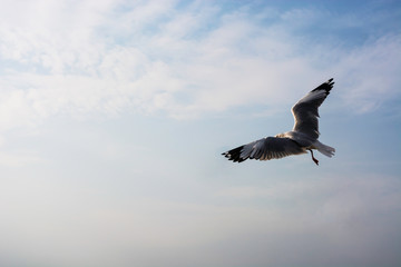 a single seagull flying in a clear blue sky with some white clouds.