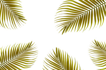Fototapeta na wymiar Concept texture leaves abstract green nature background tropical leaves coconut isolated on white background
