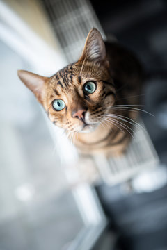 high angle view portrait of a brown spotted tabby  begal cat sitting on radiator besides window looking up