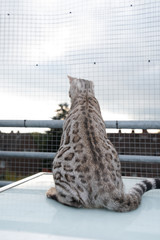 rear view of a curious young black silver tabby rosetted bengal cat sitting on table outdoors on balcony in front of cat safety net looking down
